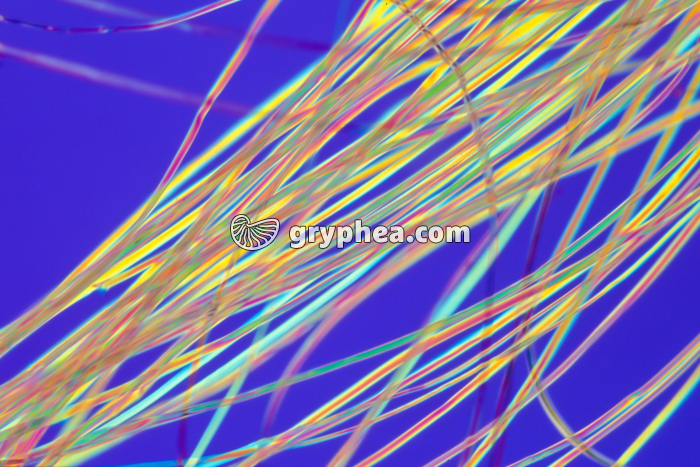 Soie LPA x40 - gryphea.org